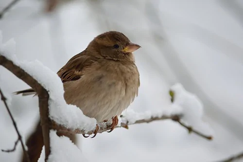 Dokarmiania ptaków zimą, czyli od kiedy i czym