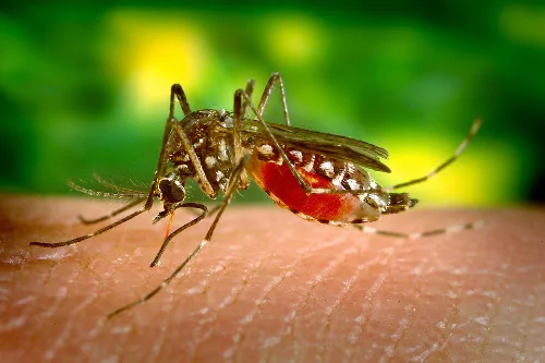 Najlepsze sposoby na komary